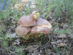 Butyriboletus pseudoregius