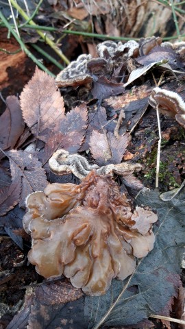 Auricularia mesenterica