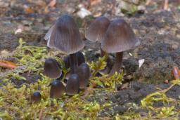 Mycena silvae-nigrae