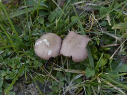 Calocybe carnea