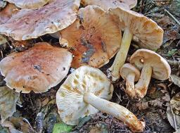 Tricholoma populinum