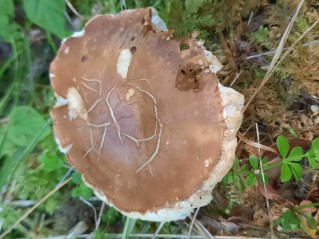 Gyroporus castaneus