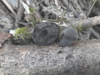 Daldinia vernicosa