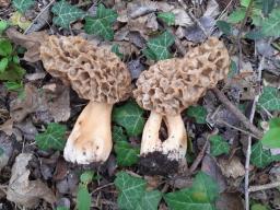 Morchella esculenta