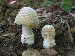 Amanita gemmata