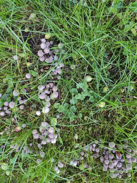 Coprinellus disseminatus