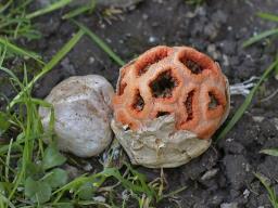 Clathrus ruber