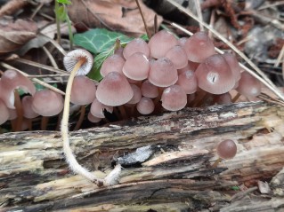Mycena renati