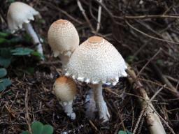 Lepiota clypeolaria