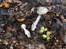 Amanita coryli