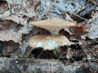 Polyporus tuberaster