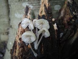 Mycena abramsii