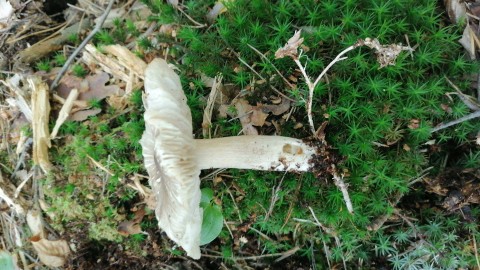 Megacollybia platyphylla