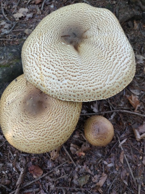 Agaricus augustus