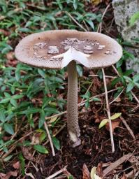 Amanita ceciliae