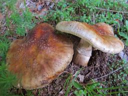 Amanita rubescens