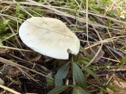 Clitopilus prunulus