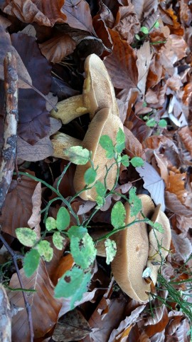 Suillus variegatus