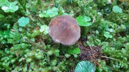 Lactarius picinus