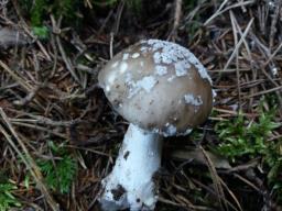 Amanita excelsa