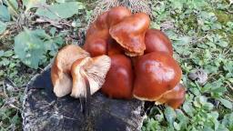 Flammulina velutipes