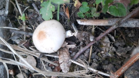 Psathyrella vernalis