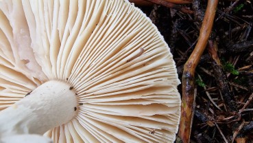 Amanita citrina