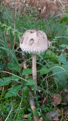 Macrolepiota procera