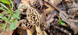 Morchella americana