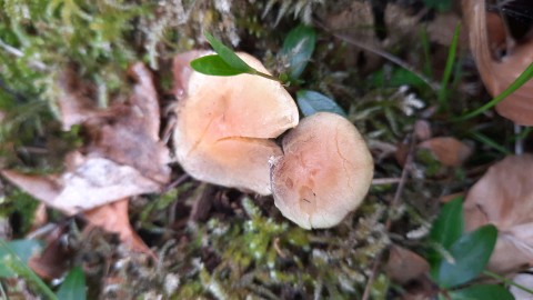 Hypholoma fasciculare