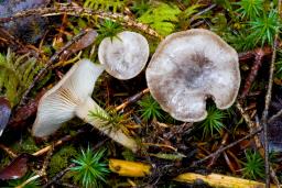 Rhizocybe pruinosa