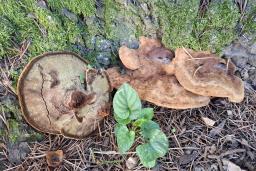 Phaeolus schweinitzii
