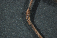 Puccinia albulensis