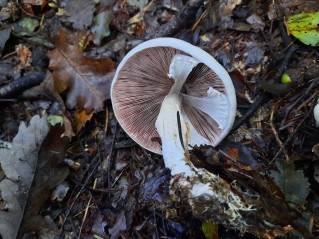 Agaricus abruptibulbus