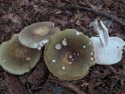 Russula heterophylla