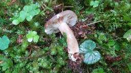 Lactarius picinus