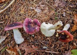 Russula fragilis