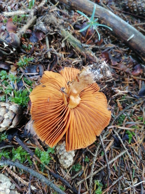 Cortinarius semisanguineus