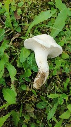 Hygrophorus ligatus