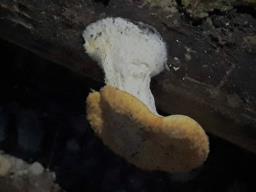 Polyporus tuberaster