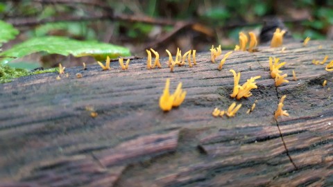 Calocera cornea