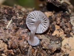 Mycena rubromarginata