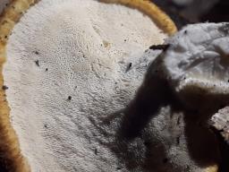 Polyporus tuberaster