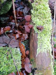 Auricularia auricula-judae