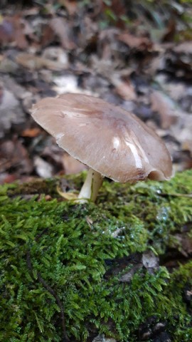 Pluteus cervinus