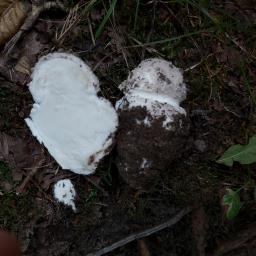 Amanita strobiliformis