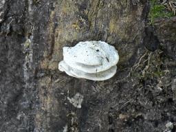 Amaropostia stiptica