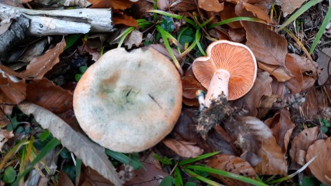Lactarius deterrimus