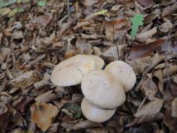 Suillus bovinus