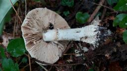 Amanita echinocephala